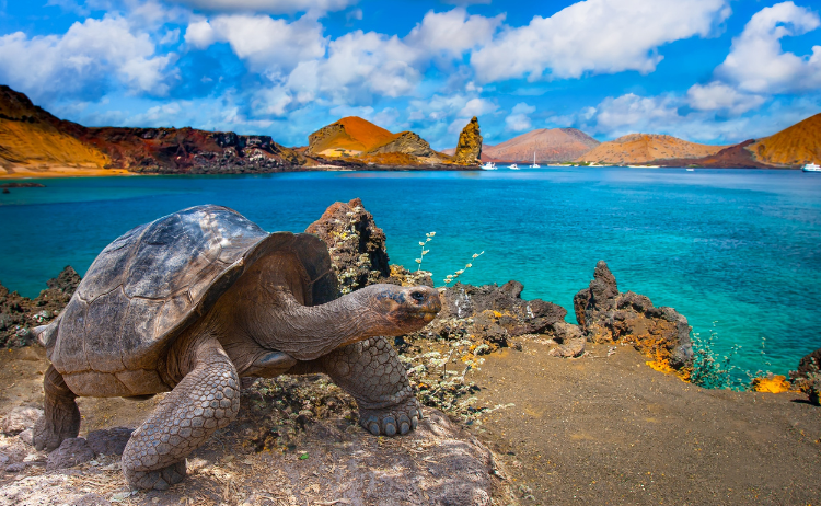 Galapagos 1